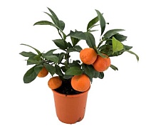 Цитрус Рангпур стем d14 h35 6шт