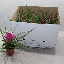 Тилландсия Цианея Джозе d10 h25 9шт