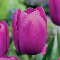 Тюльпан Лаптоп 10шт