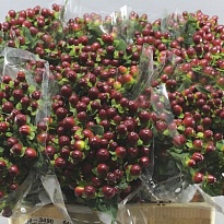 Гиперикум Magical Seasons 5шт