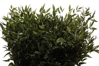 Рускус пучок Softruscus 5tak дл.100 1пуч.