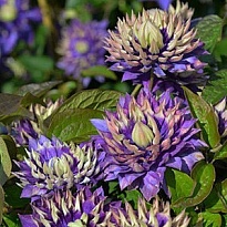 Клематис (Clematis) Тайга 2л h80-100 1шт