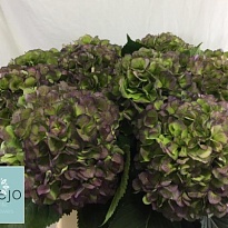 Гортензия Verena Blue Classic дл.80 d22 1шт