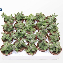 Делосперма Эхинатум d5 h10 20шт