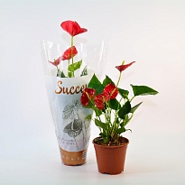 Антуриум Саксесс Ред d9 h35 12шт