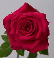 Роза Tessa Born Beauty дл.50 25шт