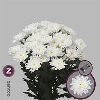 Хризантема кустовая Baltica  Zentoo 5шт