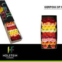 Гербера mini Gerponi Mix 30шт