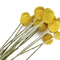 Краспедия Paintball Pop 10шт