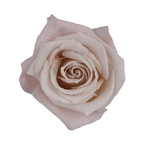 Роза Tessa Sweet Escimo дл.50 25шт