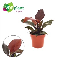 Филодендрон Санлайт d12 h25 8шт