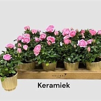 Роза Кордана Гармония микс (керамика) d7 h15 12шт