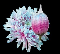 Хризантема одноголовая Paint Antonov Bubblegum 10шт