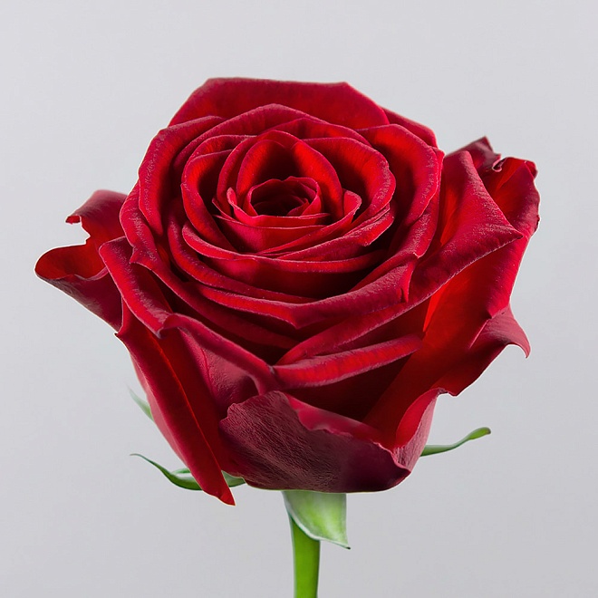 Роза Red Naomi (Ц) дл.50 10шт