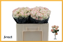 Роза кустовая Happy Wedding дл.50 10шт