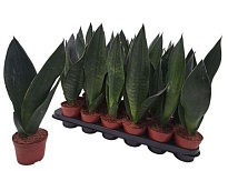 Сансевиерия Трифасциата Грин d9 h30 18шт