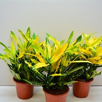 Кодиеум Санни Стар d12 h30 10шт