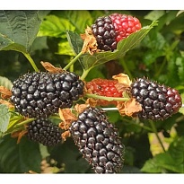 Ежевика Блэк Джем ремонт.бесшип./Цв.КорЛюкс