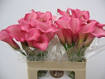 Калла Light Pink дл.55 10шт