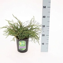 Можжевельник (Juniperus) обыкн. Репанда d17 h20 6шт