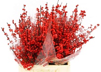 Илекс (К) дл.70 1уп