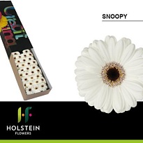 Гербера mini Snoopy 30шт