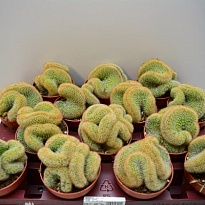 Кактус Никтоцереус серп. Кристата d6 h10 20шт