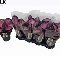 Калатея Розео Пикта Мисти Ред d14 h35 8шт