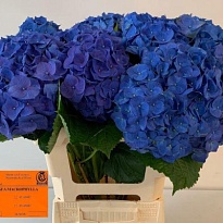 Гортензия Bela Blue дл.60 d20-23 1шт