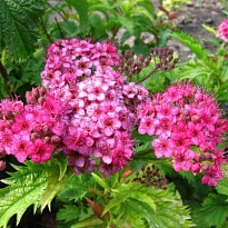Спирея (Spiraea) японская Криспа d14 h30-40 8шт