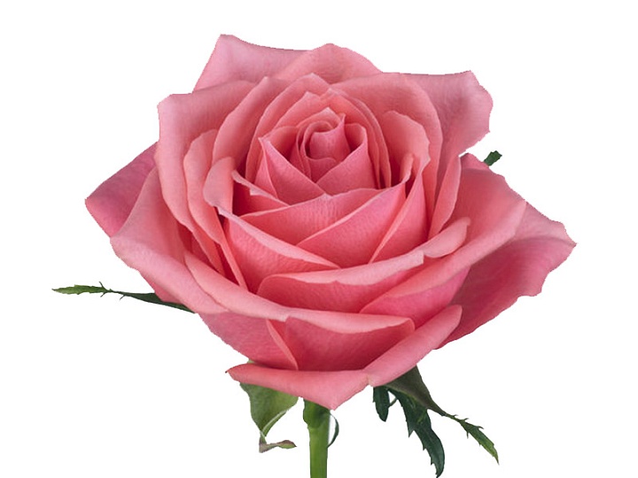 Роза Pjd Ace Pink дл.40 10шт