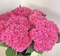 Гортензия Royal Majesty дл.80 d22-23 1шт