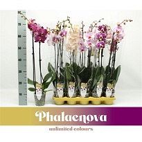 Орхидея Фален. Нью Сортс микс 2 ст d12 h60 10шт