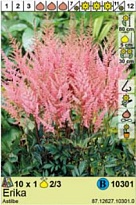 Астильба Эрика 2/3 1шт*