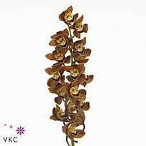 Орхидея Cymbidium Mini Sirocco дл.50 1шт