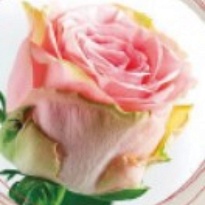 Роза Софи Лорен (ТКН) дл.50 15шт