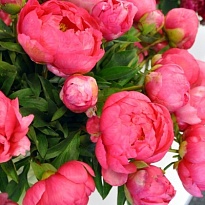 Пион Cytherea 5шт