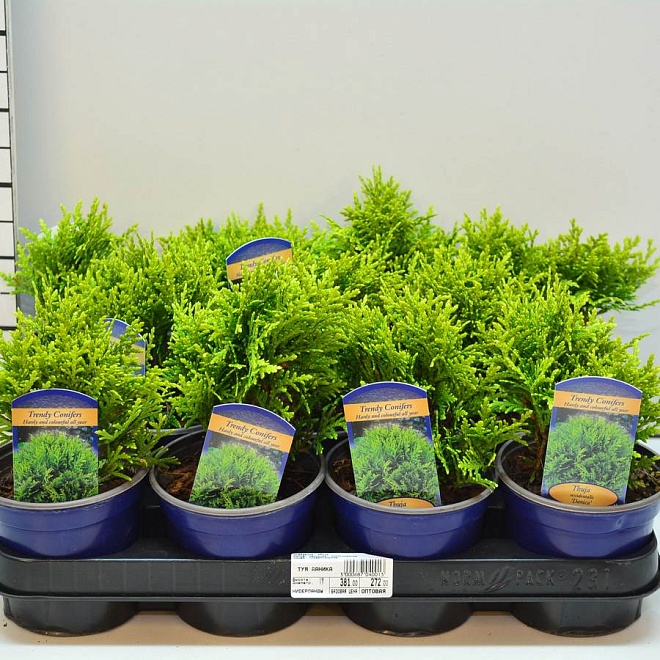 Туя (Thuja) западная Даника (KV) d11 h12-15 11шт