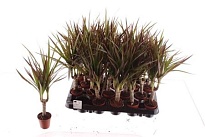 Драцена Магента d5 h35 20шт