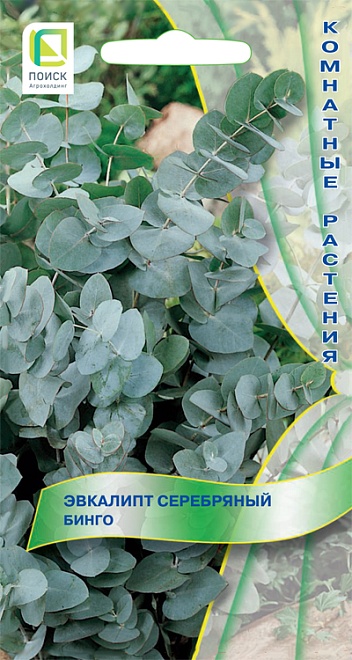 Эвкалипт серебряный Бинго 5шт /Поиск