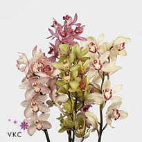 Орхидея Cymbidium Mini Mix дл.50 1шт