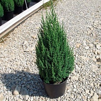Можжевельник (Juniperus) китайский Стрикта  d13 h30 8шт