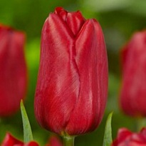 Тюльпан Red Gold 10шт