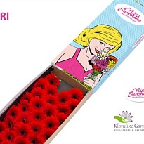Гербера mini Suri 30шт
