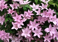 Клематис (Clematis) Хегли Гибрид 3л h80-100 1шт