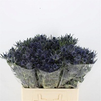 Эрингиум Blue Lagoon 10шт