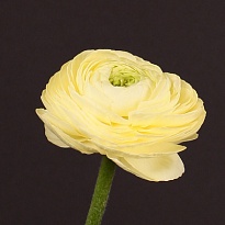 Лютик Yellow Creme super 10шт