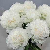 Пион White Ivory 5шт