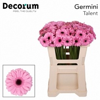 Гербера mini Talent 30шт