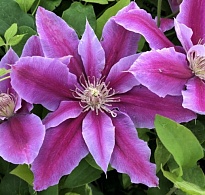 Клематис (Clematis) Доктор Руппель 3л h80-100 1шт